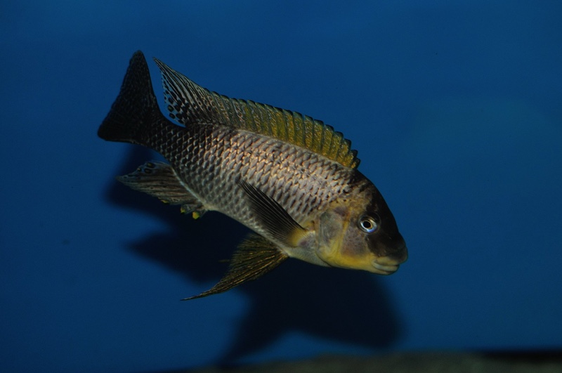 Petrochromis famula 'Zongwe' (Sangala)